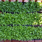 2 Live Culantro Herb Plants, Culantro Plants Live, 4" Tall in 4" Pots, Fresh Long-Leaf Culinary Herb