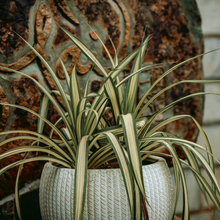 Curly Spider Plant Live, Variegated Spider Plant, 5-7 Inches Tall for Planting