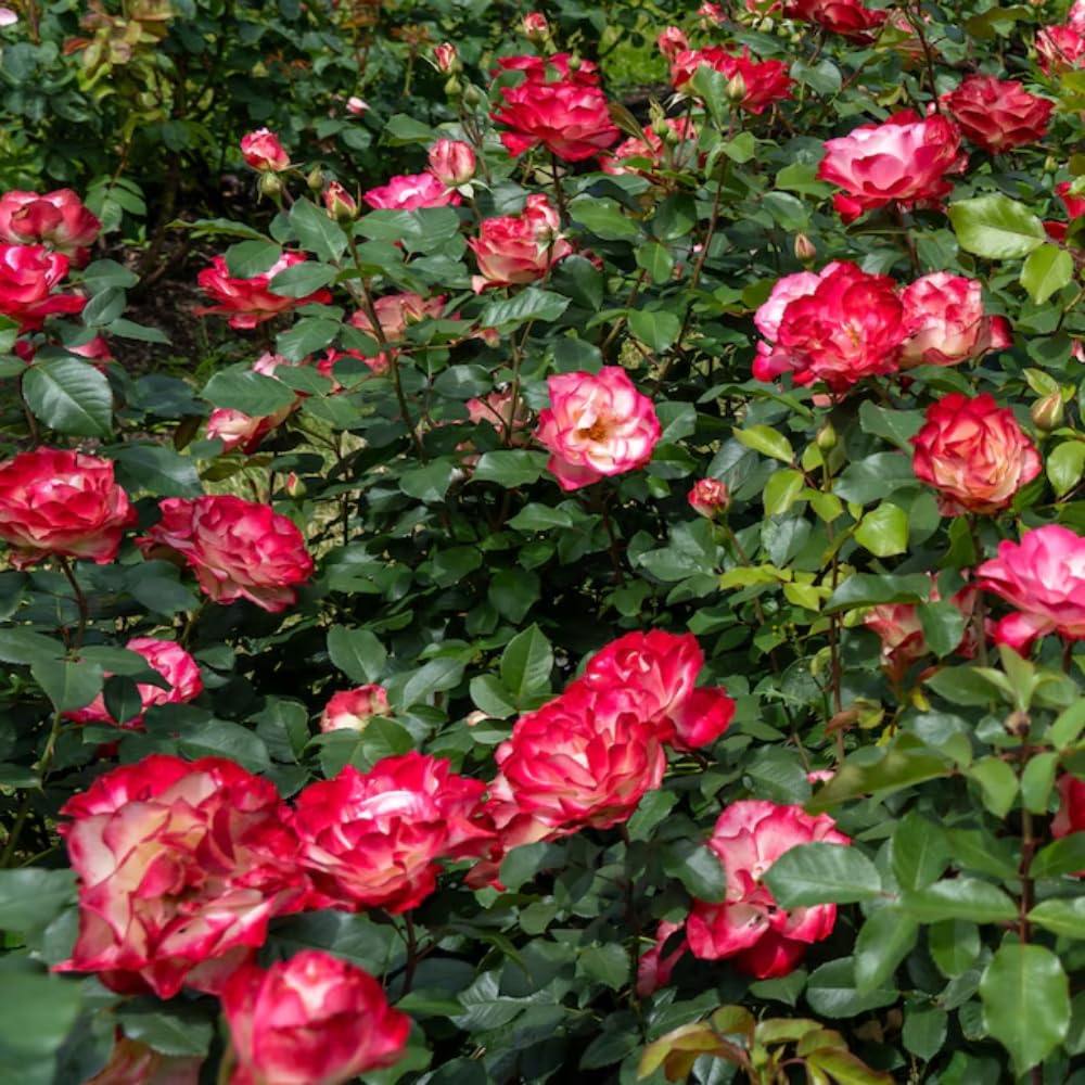 Rose Bush Live Plant - Rose Plant Live Shrub - Bareroot with Soil 5-10 Inch Tall - Fragrant Rose Flowers Heirloom Rose Shrub - No Pot (Cherry Rose)