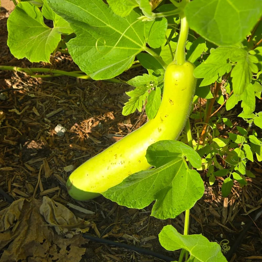 Pack 25 Bottle Gourd Seeds, Long Melon Climbing Vine, Vegetable Seed for Outdoor Gardening, Zone 8 to 11