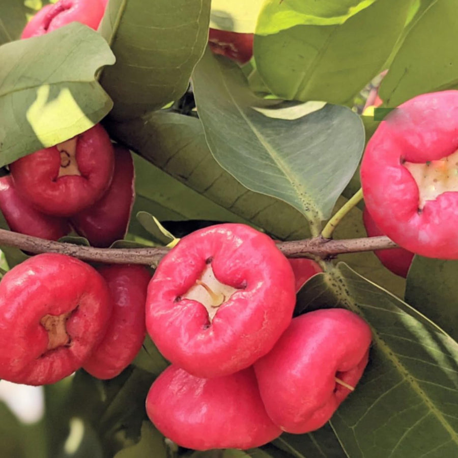 Sweet Red Wax Apple Tree Live Plant, 3 Feet Tall Tropical Fruit Tree, Zones 9-11 for Outdoor Indoor Planting, Rare Fruit