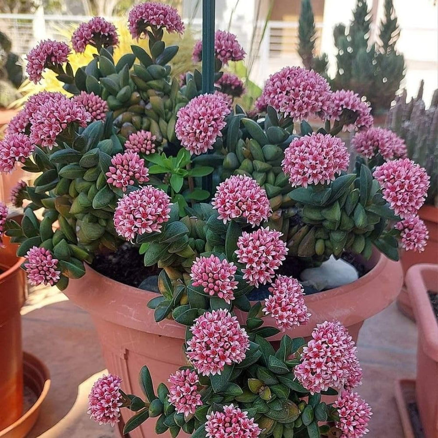 Spring Crassula Live Succulent Plant 2 Inch Pot, Spring Crassula Plant, Live Succulent Cactus Plants
