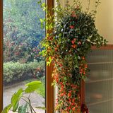 Trailing Goldfish Plant Live in 4'' Pot, Hardy Goldfish Plant for Hanging Basket, Easy-Care Houseplant, Rare Indoor Plant, 4-7 Inch Tall