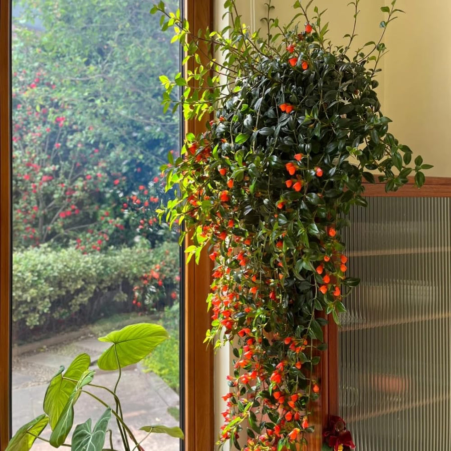 Trailing Goldfish Plant Live in 4'' Pot, Hardy Goldfish Plant for Hanging Basket, Easy-Care Houseplant, Rare Indoor Plant, 4-7 Inch Tall