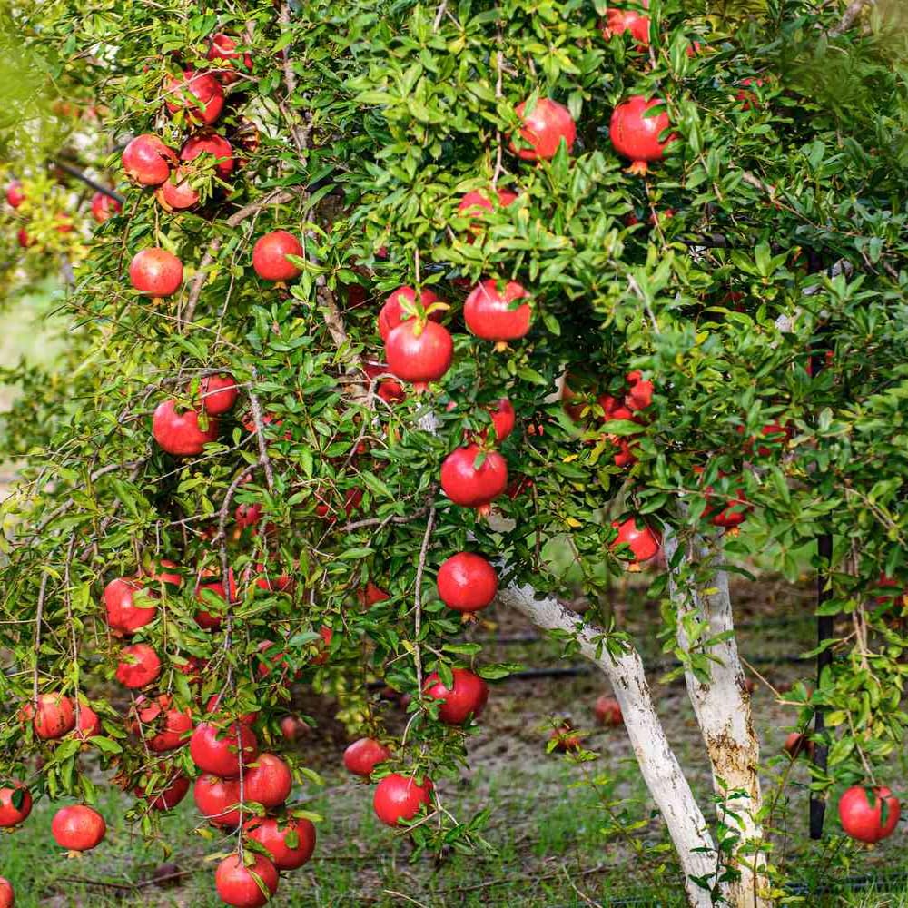 Dwarf Pomegranate Tree Live Plant, 12-16" Tall, Half Gallon Pot, Red Pomegranate Plant Live, Sweet Pomegranate Fruit Tree