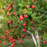 Dwarf Pomegranate Tree Live Plant, 12-16" Tall, Half Gallon Pot, Red Pomegranate Plant Live, Sweet Pomegranate Fruit Tree