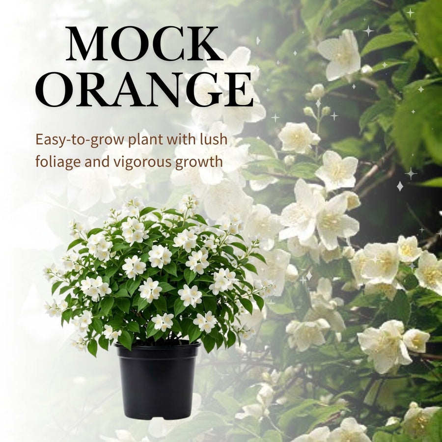 Mock Orange Live Plant 4 Inch Pot, 3-5" Tall, Mock Orange Flower Plant, White Fragrant Flowers Blooms for Garden