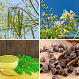 Set 2 Moringa Oleifera Drumstick Plant, Moringa Trees Live Plants, 4 to 6 Inc Tall Long, Tropical Herb Plant Garden Growing Inside or Outside, 2 Plants per Pot