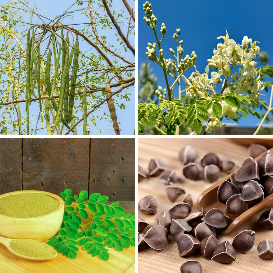 Set 2 Moringa Oleifera Drumstick Plant, Moringa Trees Live Plants, 4 to 6 Inc Tall Long, Tropical Herb Plant Garden Growing Inside or Outside, 2 Plants per Pot