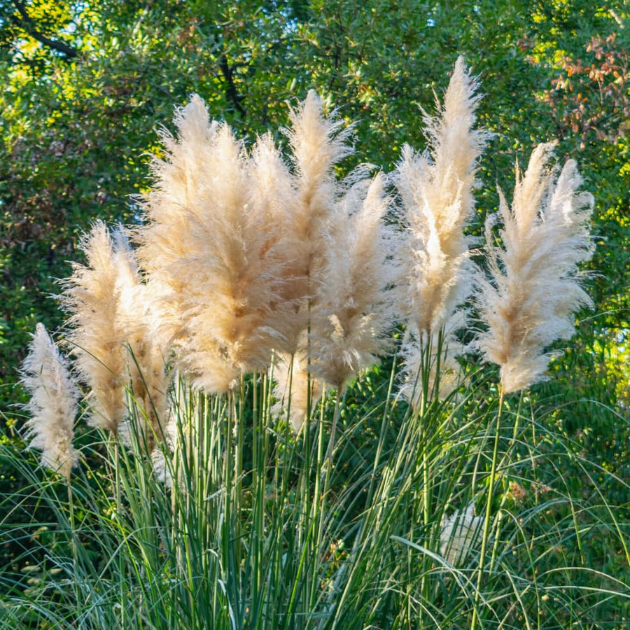 2 White Pampas Grass Plants Live from 4 Inches Long, Live Pampas Grass Ornamental Grass Live Plant Gardening, White Grass Tree Live Plant