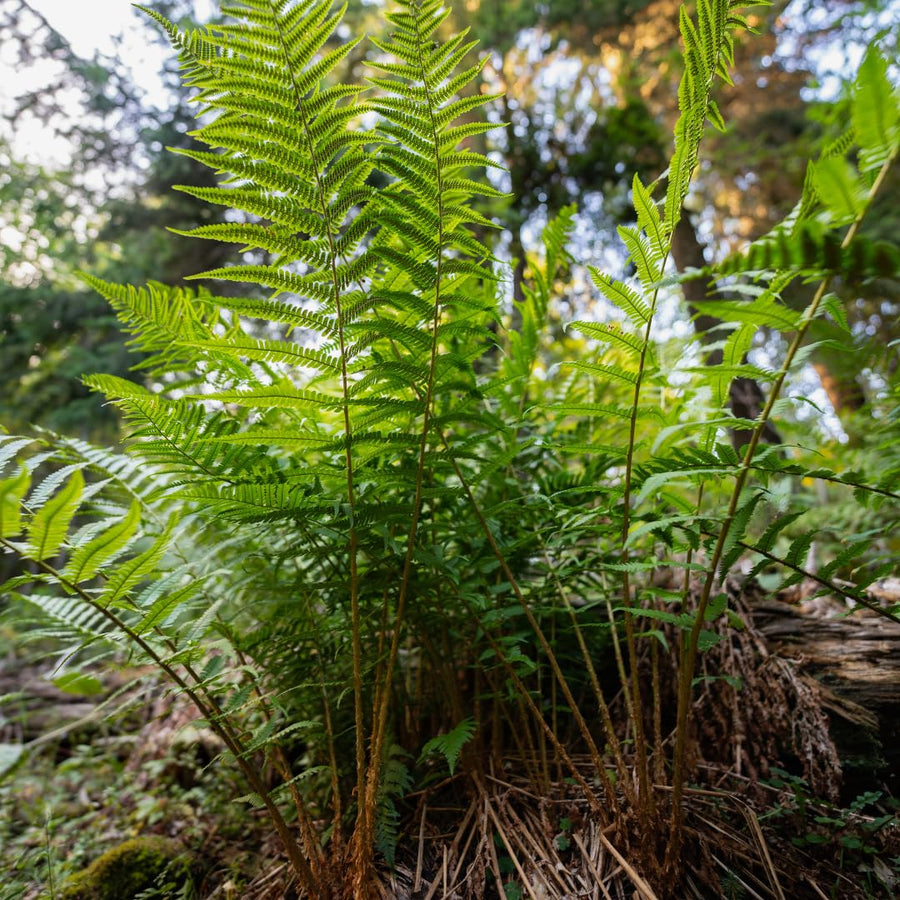 Set 10 Cinnamon Fern Rhizomes, Ferns Starter Roots, Perennial Fern Plants, Ready to Grow