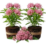 2 Pink Butterfly Milkweed Plants Live, Live Milkweed Plants, Asclepias Tuberosa Plant for Gardening, 5 to 7 Inc Tall