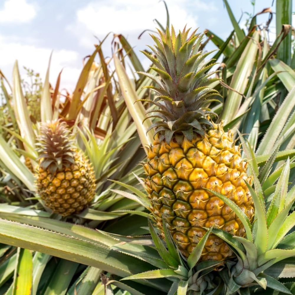2 Gold Pineapple Plants Live 5 to 8 Inch Tall, Edible Pineapple Fruit Seedlings, Sweet Pineapple Trees