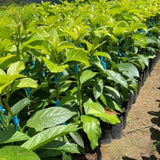 HASS Avocado Live Tree Plant, 15–20" Tall Plant, 1.5 Year Old Tree for Indoor and Outdoor Growing
