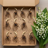 Set 10 Lily of the Valley Roots, Lily of the Valley Bulbs, Sweetly Fragrant White Flowers, Easy Grow for Garden Bed and Borders