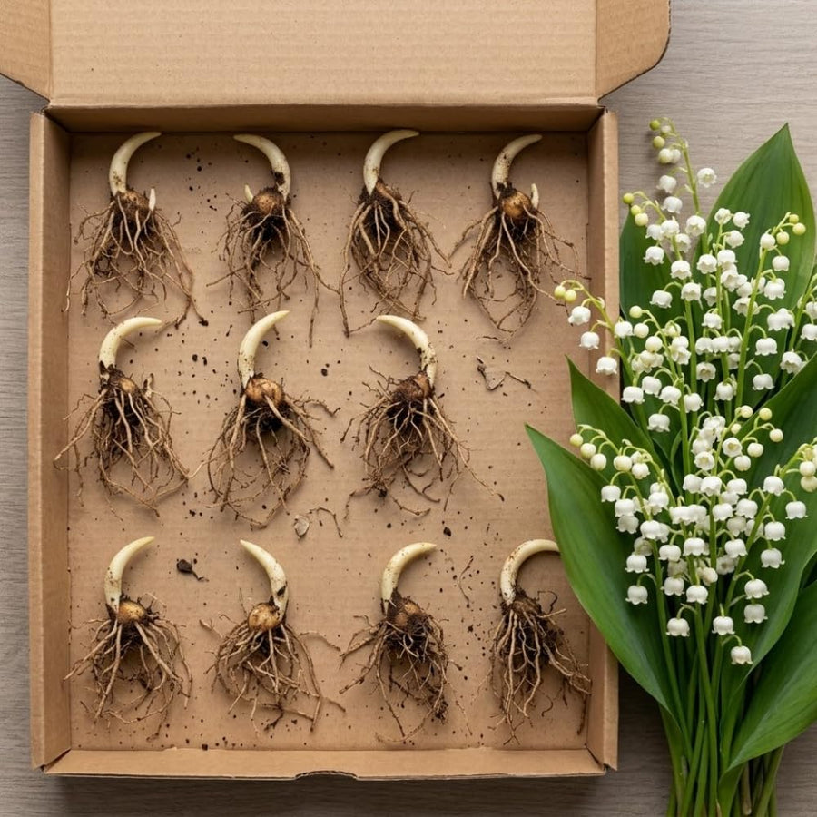 Set 10 Lily of the Valley Roots, Lily of the Valley Bulbs, Sweetly Fragrant White Flowers, Easy Grow for Garden Bed and Borders