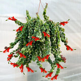 Rare Twisted Curly Lipstick Plant Live, Aeschynanthus Lipstick Houseplant in 3" Potted, Indoor Outdoor Trailing Plants