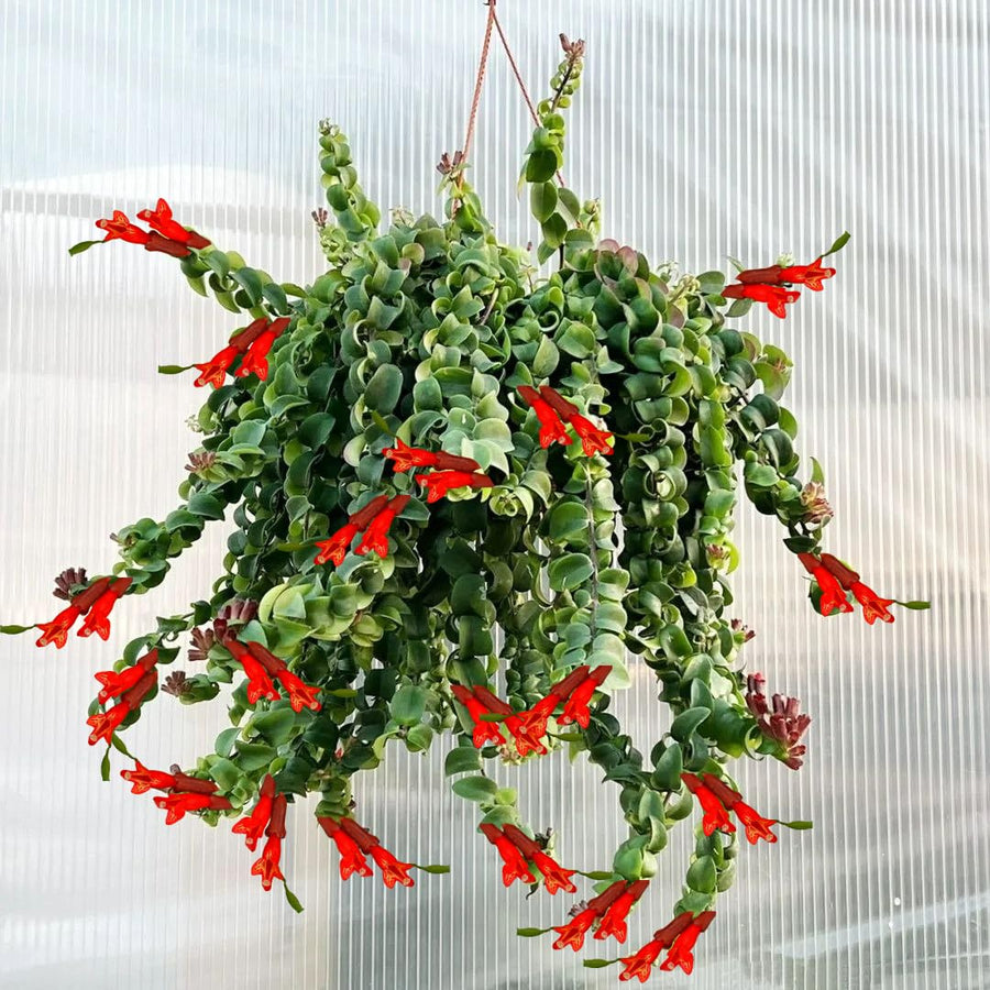 Rare Twisted Curly Lipstick Plant Live, Aeschynanthus Lipstick Houseplant in 3" Potted, Indoor Outdoor Trailing Plants