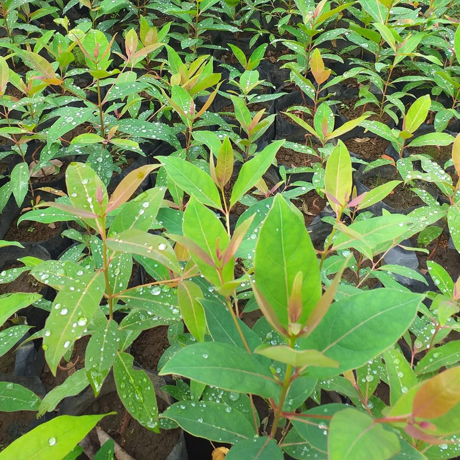 Fragrant Starter Eucalyptus Tree Plant Live, 5-8 Inches Tall, Dormant, Fragrant Leaf for Home Decor, Ready for Transplant (Lemon)