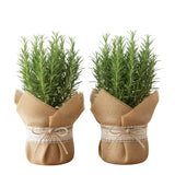 Set 2 Rosemary Plants Live 4-6'' Tall, Upright Rosemary Herb Plants, Container and Garden Planting