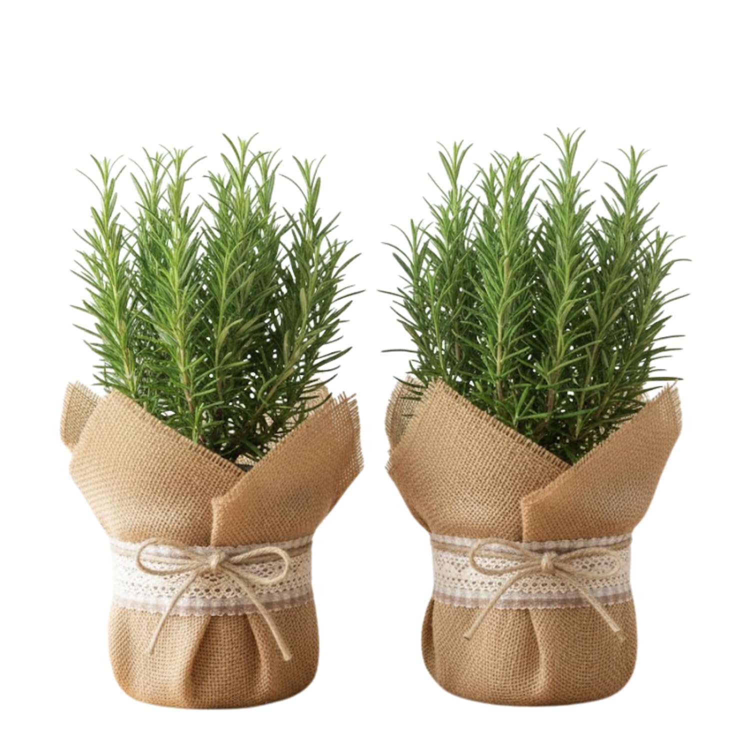 Set 2 Rosemary Plants Live 4-6'' Tall, Upright Rosemary Herb Plants, Container and Garden Planting