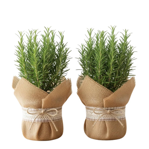 Set 2 Rosemary Plants Live 4-6'' Tall, Upright Rosemary Herb Plants, Container and Garden Planting