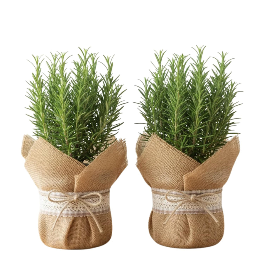 Set 2 Rosemary Plants Live 4-6'' Tall, Upright Rosemary Herb Plants, Container and Garden Planting