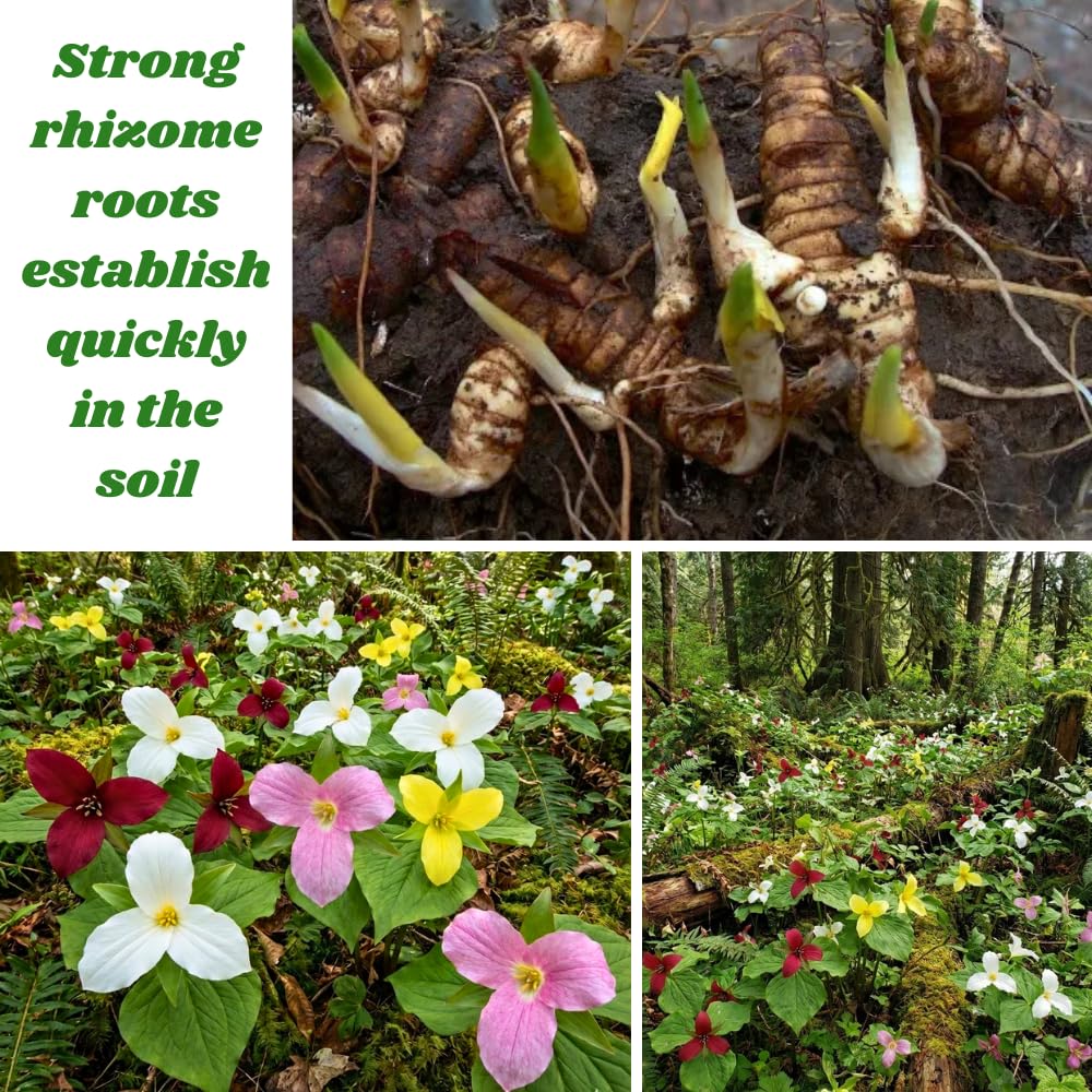 10 Mix Trillium Bulbs, Large Trillium Bulbs for Planting, Flower Bulb Shade Gardening Outdoor