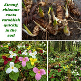 30 Mix Trillium Bulbs, Large Trillium Bulbs for Planting, Flower Bulb Gardening
