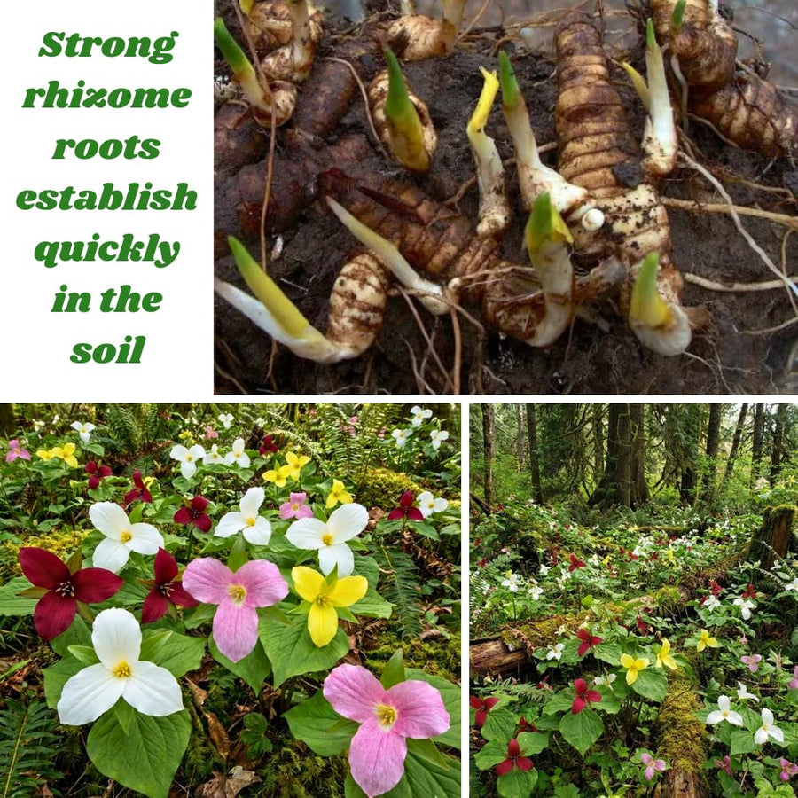 30 Mix Trillium Bulbs, Large Trillium Bulbs for Planting, Flower Bulb Gardening