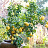 Lemon Tree Live Plant, 3-4 Feet Tall Grafted Citrus Tree, Hardy Yellow Lemon Fruit Tree for Outdoor Planting