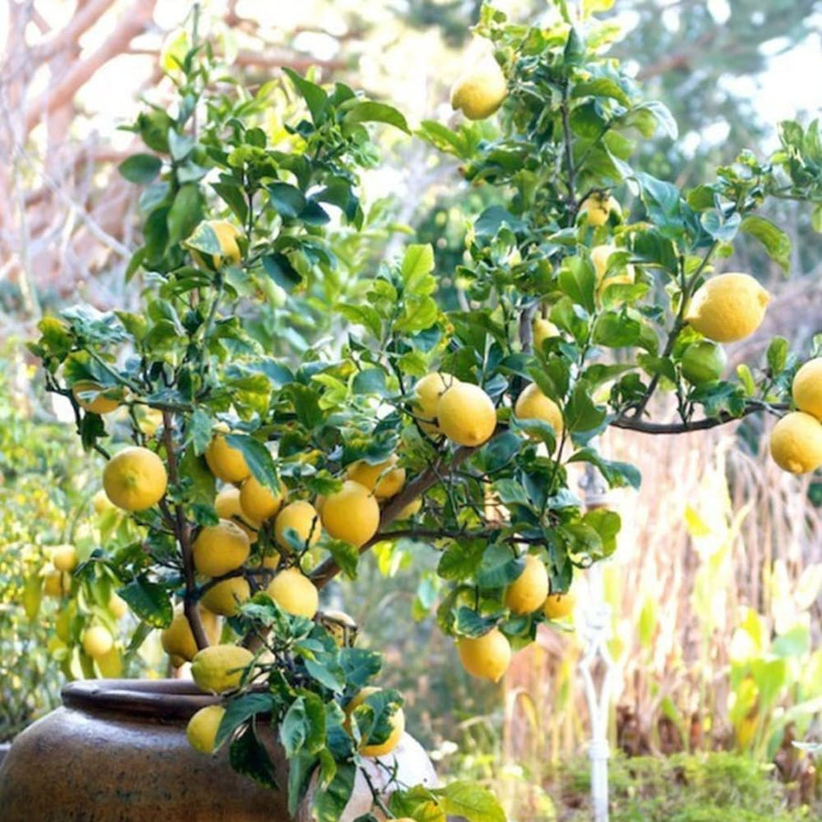 Lemon Tree Live Plant, 3-4 Feet Tall Grafted Citrus Tree, Hardy Yellow Lemon Fruit Tree for Outdoor Planting