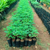 Moringa Tree Live Plant, 6-8 Inches Tall, Well-Rooted Moringa Oleifera Seedling, Fast-Growing Tropical Tree