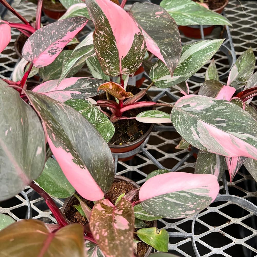Set 2 Princess Philodendron Live Plants, Rare Variegated Tropical Houseplants, 5-8 Inch Tall Indoor Foliage (Pink Philodendron)