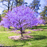 3 Eastern Redbud Trees Live Plants for Early Spring Planting, Dormant Seeding Purple Flowers Red Bud Trees for Growing, 6-12"