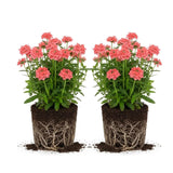 2 Salmon Verbena Plants Live for Planting, Colorful Blooming Flower Plant, Verbena Live Plants, 5 to 7 Inc Tall