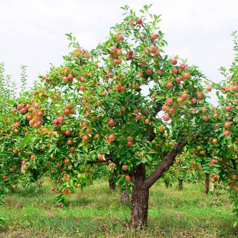 2-3 Ft Apple Tree Live Plant Bare Root, Live Apple Plant, Cold Hardy Fruit Plants for Home Garden Planting Spring (Red Green)
