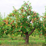 2-3 Ft Apple Tree Live Plant Bare Root, Live Apple Plant, Cold Hardy Fruit Plants for Home Garden Planting Spring (Random)