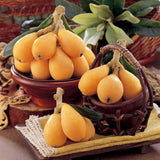 Golden Loquat Tree Live Plant, 10 to 14 Inc, Loquat Plant Live for Growing Outdoor Indoor, Half Gallon Pot