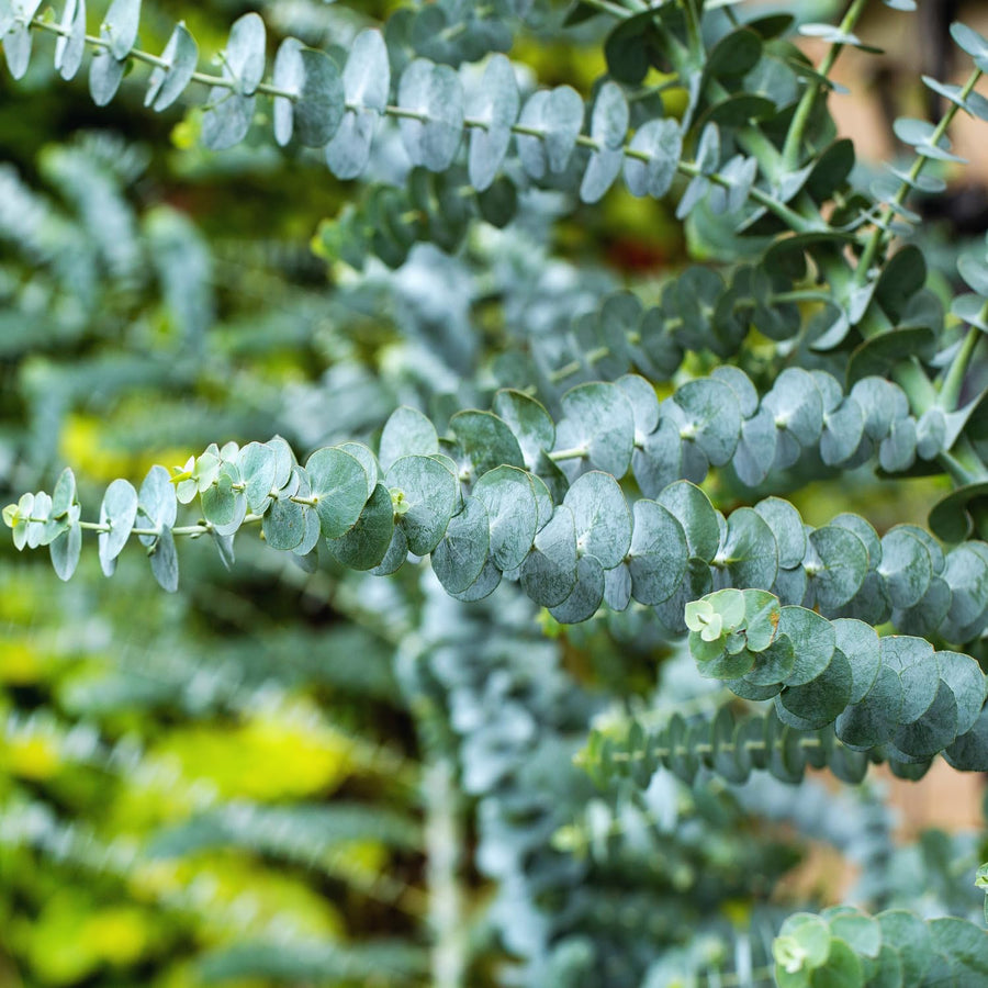 Eucalyptus Plant Live Indoor, Baby Blue Eucalyptus Live Plant, 4 to 7 Inches, Fragrant Eucalyptus Tree for Gardening Outdoor