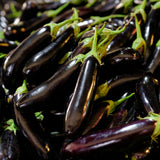 Purple Eggplant Plant in 4" Pot, 4-7" Tall Eggplant Vegetable Plants, Well Rooted, Eggplants Seedling for Home Garden Growing