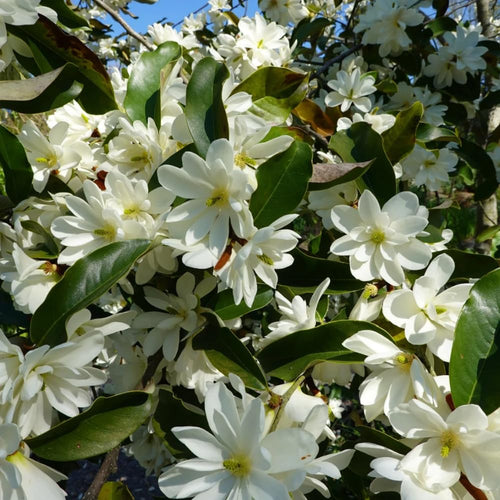 Sweetbay Magnolia Tree Live Plant in 2.5 Inches Pot, Dormant in Winter, 6-12 Inches in Tall, Ornamental Spring Flowering Tree, Outdoor