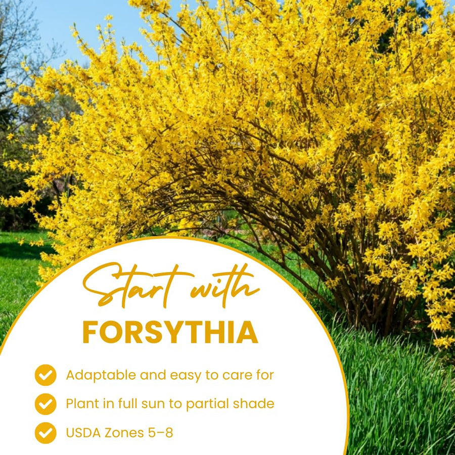 Lynwood Gold Forsythia Plant, Forsythia Plant Live, Quart Pot, 6-10 Inches Tall, Yellow Forsythia Shrubs Live Plant for Planting