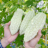 20 Bitter Melon Vegetable Seeds, Bitter Gourd Seeds for Outdoor Planting (White)