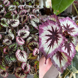 Set 3 Begonias Live Plants, Pink Fire Begonia, No Pot, Starter 4 to 8 Inc Tall, Indoor Outdoor Houseplant