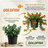 Trailing Goldfish Plants Live in 4" Pot, Goldfish Plant Live Houseplant, Live Indoor Plant for Home and Office Decoration, Well-Rooted, 4-7 Inches Tall