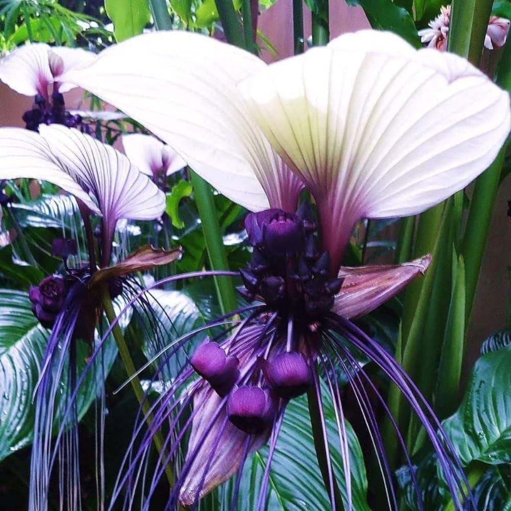 White Tacca Plant Live in 6 Inch Pot - White Bat Flower Houseplant Great for Indoor and Outdoor - Ornamental Flowers