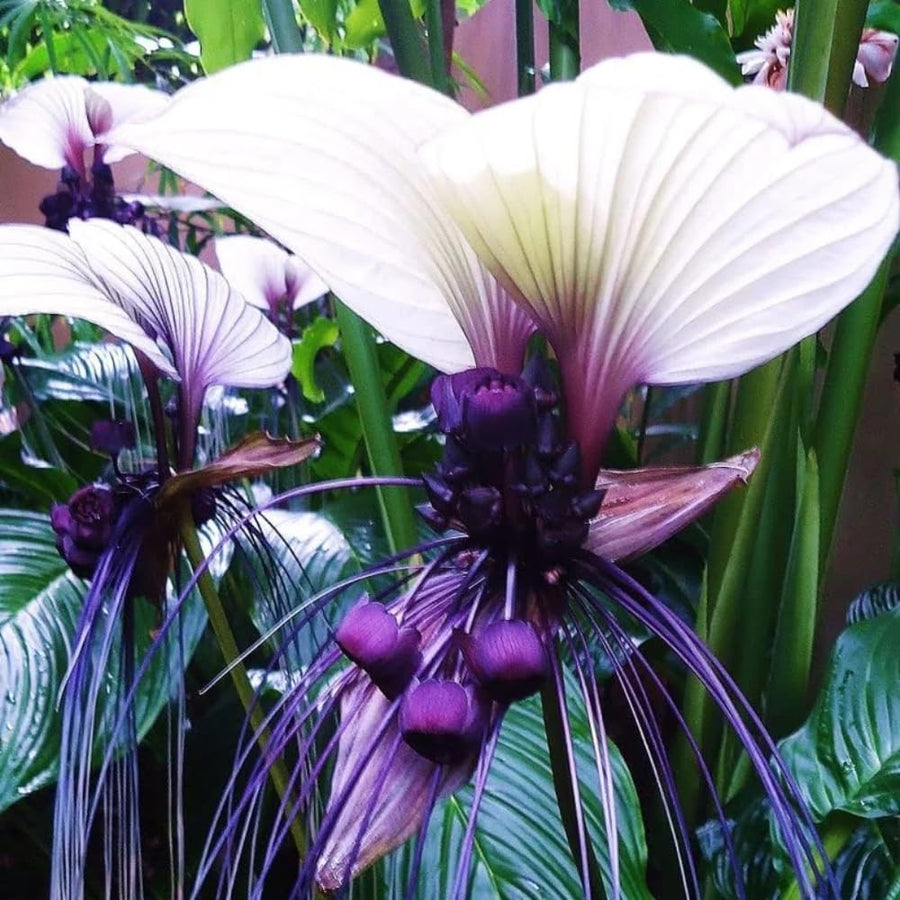 White Tacca Plant Live in 4 Inch Pot - White Bat Flower Houseplant Great for Indoor and Outdoor Gardening