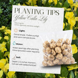 3 Yellow Calla Lily Bulbs for Outdoor Planting, Calla Lily Bulbs for Planting, Ornamental Flower Bulbs for Growing