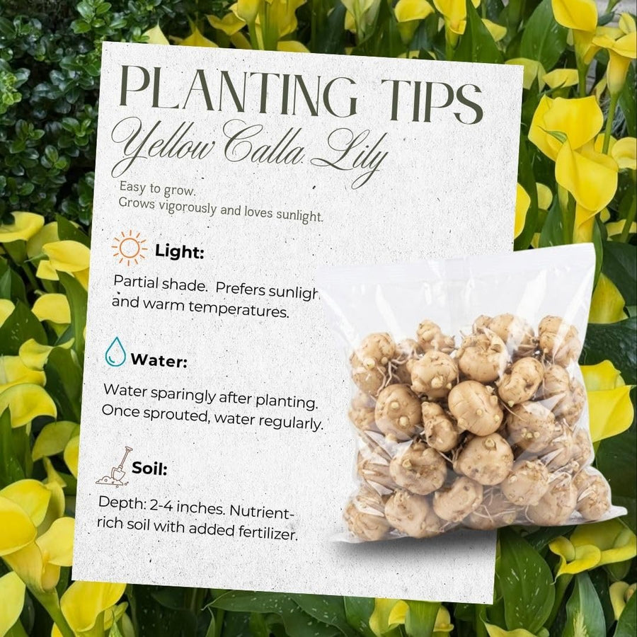 3 Yellow Calla Lily Bulbs for Outdoor Planting, Calla Lily Bulbs for Planting, Ornamental Flower Bulbs for Growing